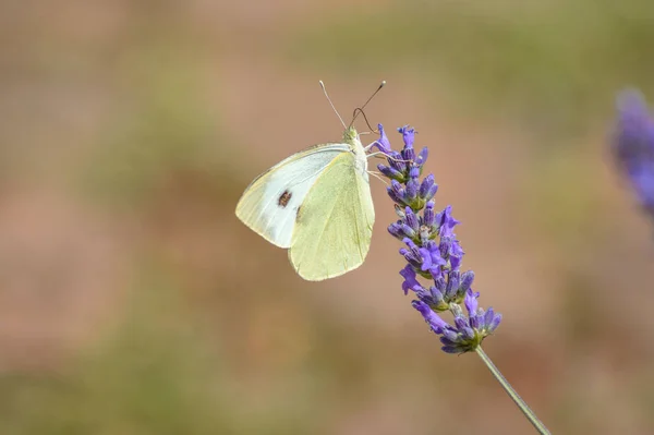 Tiro Seletivo Foco Uma Borboleta Nas Flores Roxas Florescendo — Fotografia de Stock