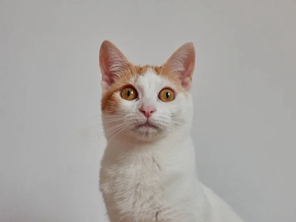 Selective Focus Shot Cute Cat Sitting White Wall — Stock Photo, Image