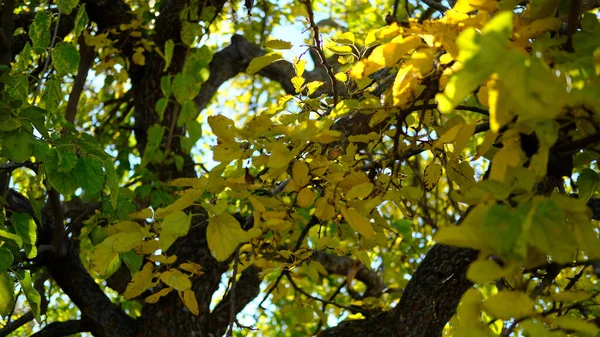 Eine Selektive Fokusaufnahme Wachsender Bäume Wald Tag — Stockfoto