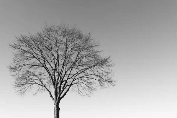 Tiro Escala Grises Árbol Solitario Bajo Cielo Despejado —  Fotos de Stock