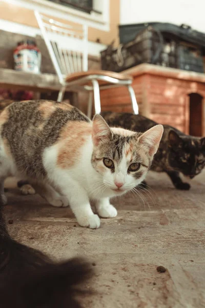 Nahaufnahme Von Zwei Niedlichen Katzen Die Sich Dem Futter Nähern — Stockfoto