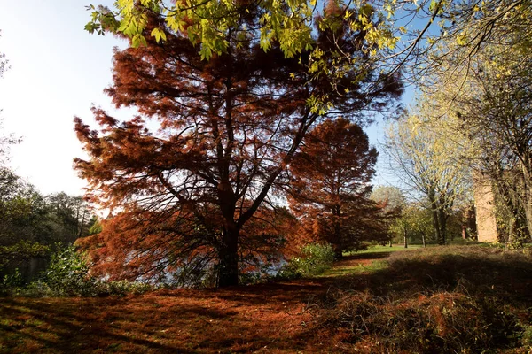 Krásná Zalesněná Oblast Pokrytá Podzimním Barevným Listím Slunečného Dne Německém — Stock fotografie