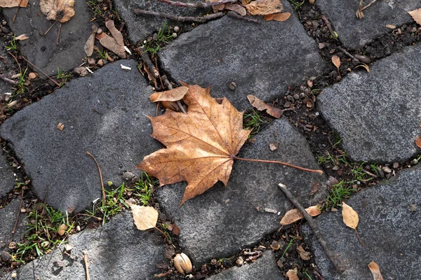 Eine Nahaufnahme Von Einem Trockenen Herbstlichen Ahornblatt Das Auf Einen — Stockfoto