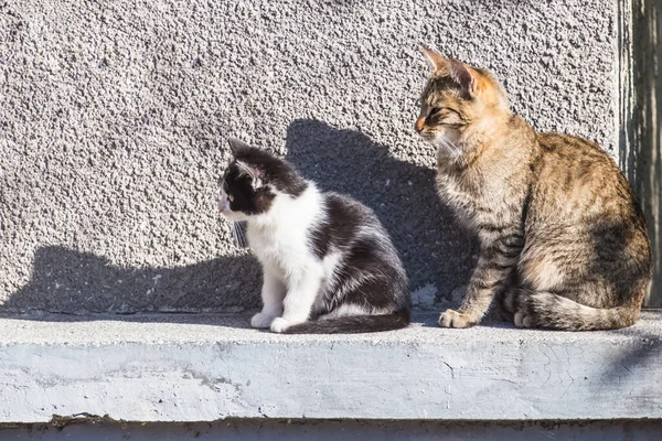 Primer Plano Gatos Domésticos — Foto de Stock