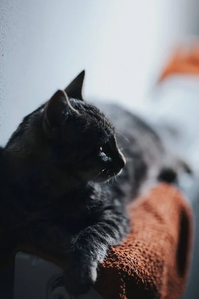一只可爱的猫的垂直镜头 — 图库照片