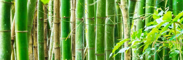 Närbild Många Bambu Solljuset — Stockfoto
