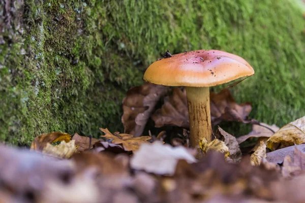 Närbild Vilda Svampar Skogen — Stockfoto