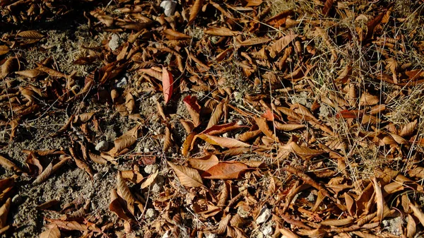 Utsikt Över Blad Säsong Flora — Stockfoto