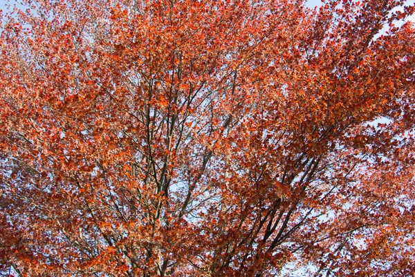 Een Prachtige Boom Met Rode Bladeren Een Park Tijdens Herfst — Stockfoto