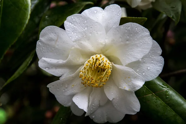Close Blooming White Camellia Yellow Filaments — Stock Photo, Image