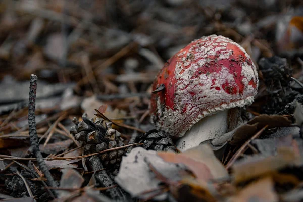 Paddenstoel Het Bos — Stockfoto