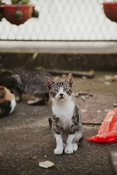 Disparo Vertical Lindos Gatos Aire Libre — Foto de Stock