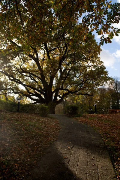 ドイツのエムスランドの秋の平和公園を歩く狭い舗装された道の垂直ショット — ストック写真