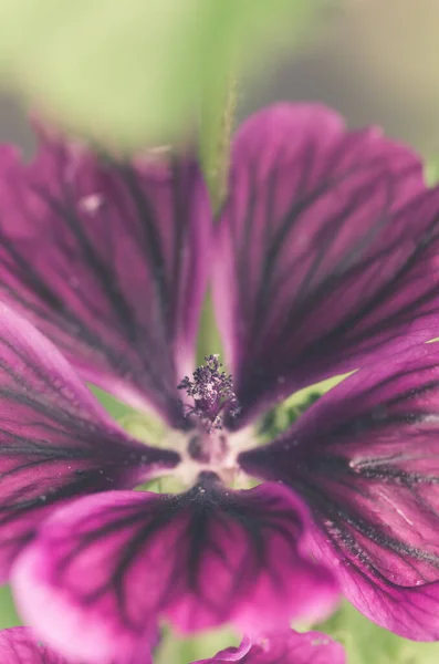 Macro Shot Stigma Blossomed Purple Common Mallow Flower — Stock Photo, Image