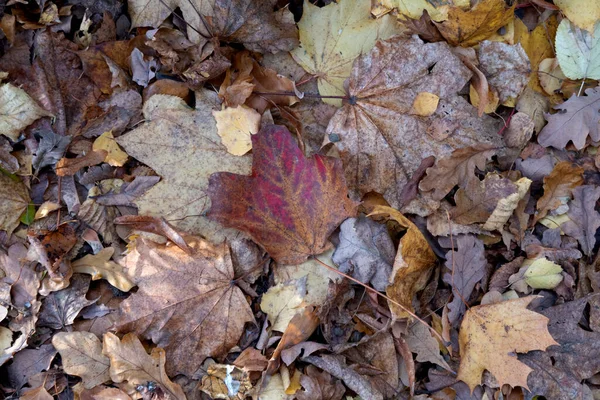 Gros Plan Angle Élevé Feuilles Automnales Érable Sèches Tombées Sur — Photo