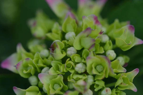 Eine Selektive Fokusaufnahme Grüner Hortensienblüten — Stockfoto