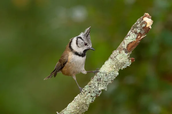 Selective Focus Shot European Crested Tit Bird Branch — 图库照片