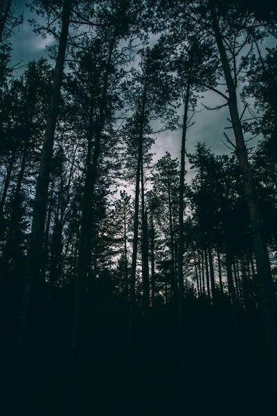 夜間に森の中で背の高い木のシルエットの垂直ショット — ストック写真