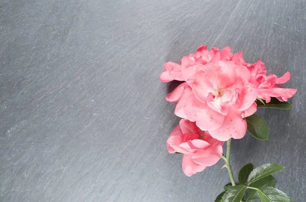 Duże Ujęcie Kąta Różowych Róż Nożyczek Ogrodniczych — Zdjęcie stockowe