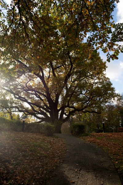 ドイツのエムスランドの秋の平和公園を歩く狭い舗装された道の垂直ショット — ストック写真