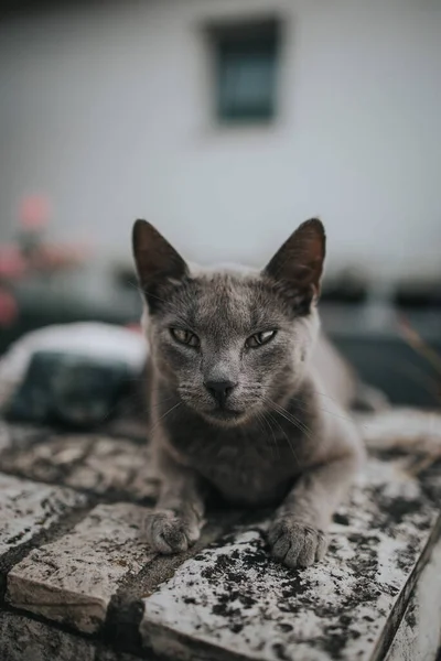 Een Verticaal Close Shot Van Een Schattige Kat — Stockfoto