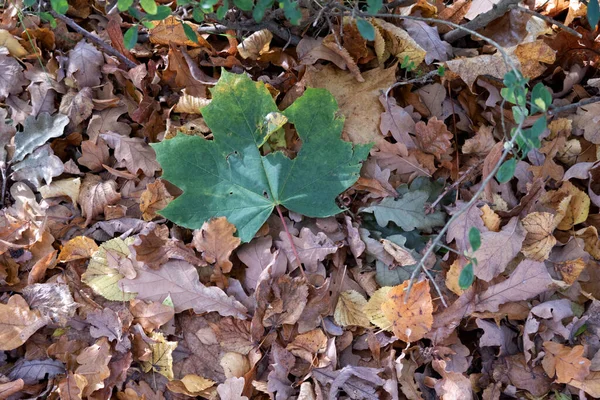 Eine Nahaufnahme Von Herabgefallenem Trockenem Herbstlaub Auf Einem Waldboden — Stockfoto