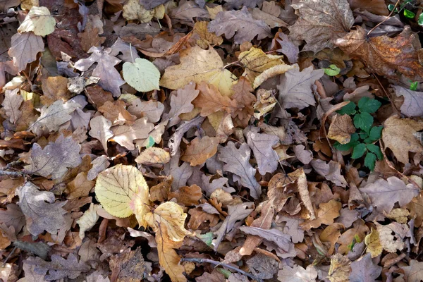 Detailní Vysoký Úhel Záběru Spadlého Suchého Podzimního Listí Lesní Půdě — Stock fotografie