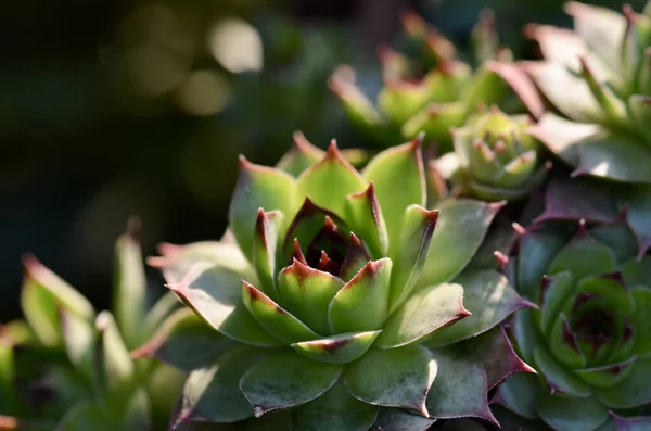 Eine Nahaufnahme Von Sukkulenten Pflanzen — Stockfoto
