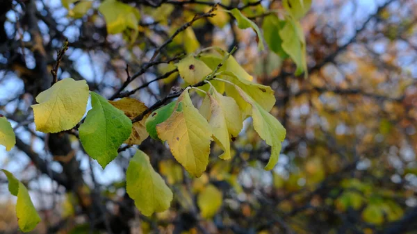 Selective Focus Shot Colorful Autumn Leaves Branches — Stock Photo, Image