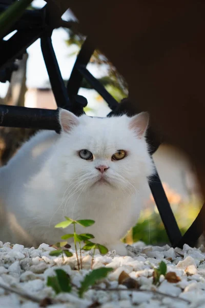 Primer Plano Adorable Gato Blanco Mullido Sentado Las Rocas — Foto de Stock