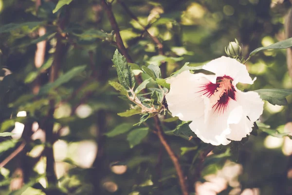 Beau Cliché Une Fleur Blanche Hibiscus Fleurs — Photo