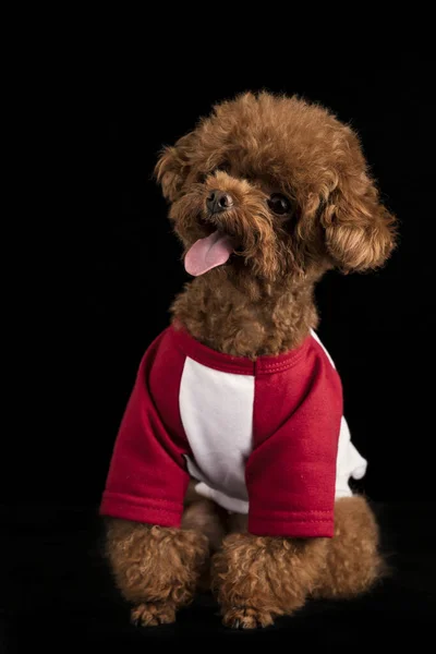 Poodle Pequeno Adorável Com Uma Camisa Vermelha Bonito Fundo Preto — Fotografia de Stock