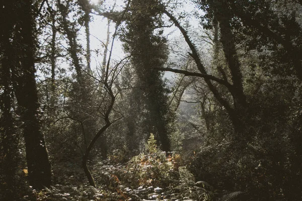 Una Hermosa Vista Bosque Con Muchos Árboles Vegetación —  Fotos de Stock