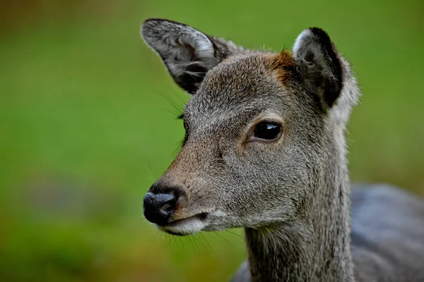 Gros Plan Sélectif Bébé Cerf Mignon — Photo