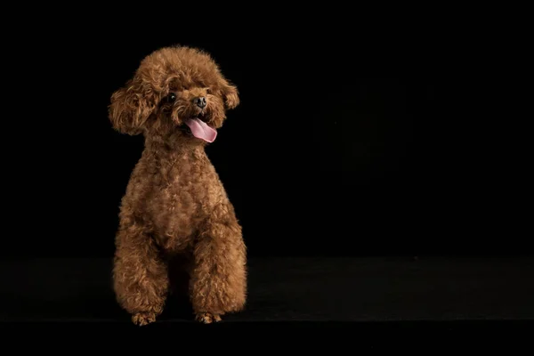 Poodle Pequeno Adorável Fundo Preto — Fotografia de Stock