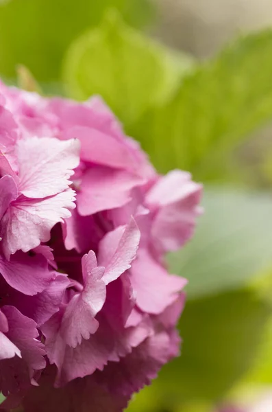 Μια Κάθετη Λήψη Από Δέσμες Από Όμορφα Μωβ Λουλούδια Ορτανσίας — Φωτογραφία Αρχείου