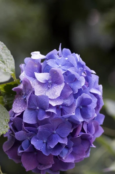 Vertical Shot Bunch Beautiful Purple Hydrangea Flowers Blooming Garden — Stock Photo, Image