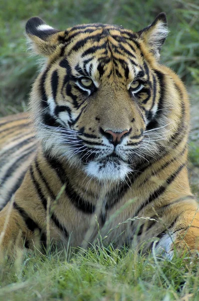 Porträt Eines Großen Starken Tigers Der Auf Dem Gras Ruht — Stockfoto