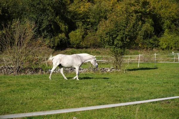 在阳光灿烂的日子里 一匹美丽的白马和树在田野里散步时的特写镜头 — 图库照片