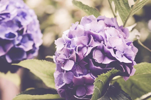 Doux Foyer Grappes Belles Fleurs Pourpres Hortensia Fleurissant Dans Jardin — Photo