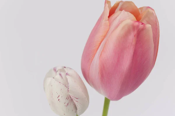 Крупный План Красивых Розовых Белых Тюльпанов — стоковое фото