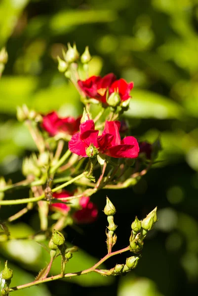 Vertikální Detailní Záběr Jasně Růžových Kvetoucích Květin — Stock fotografie