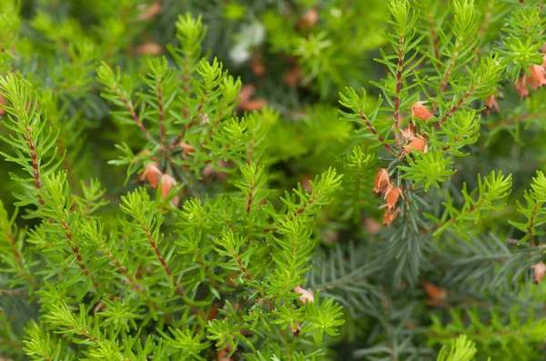 Closeup Shot Juniper — Stock Photo, Image