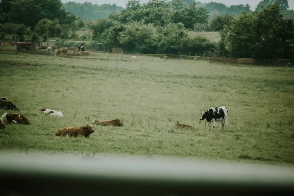 Άποψη Των Αγελάδων Που Αναπαύονται Και Βόσκουν Στα Πράσινα Λιβάδια — Φωτογραφία Αρχείου