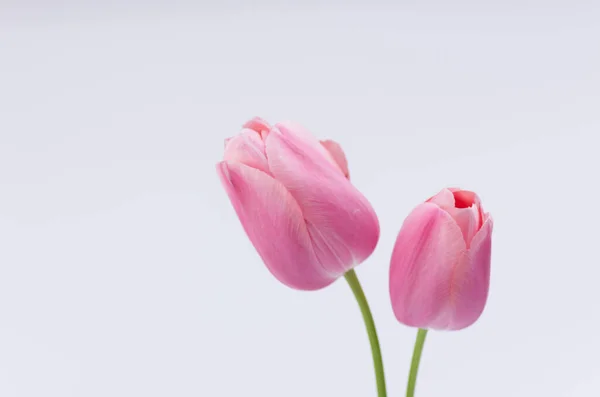 Крупный План Красивых Розовых Тюльпанов — стоковое фото