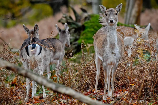 Primo Piano Una Simpatica Famiglia Cervi Una Foresta — Foto Stock