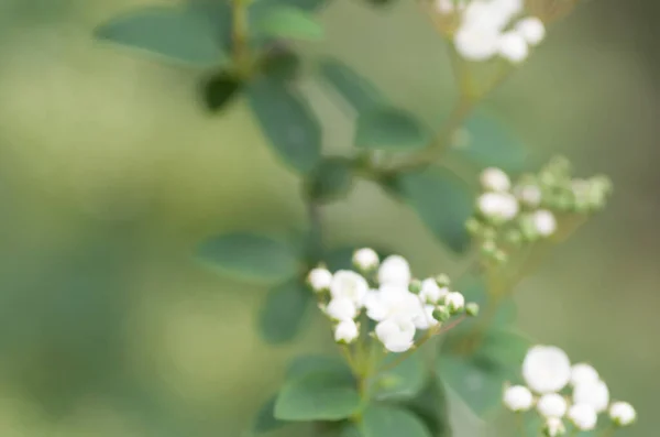 Вибірковий Фокус Дрібних Білих Квітів — стокове фото