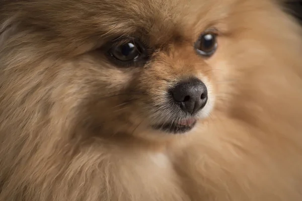 Primo Piano Simpatico Viso Cucciolo Pomerania — Foto Stock