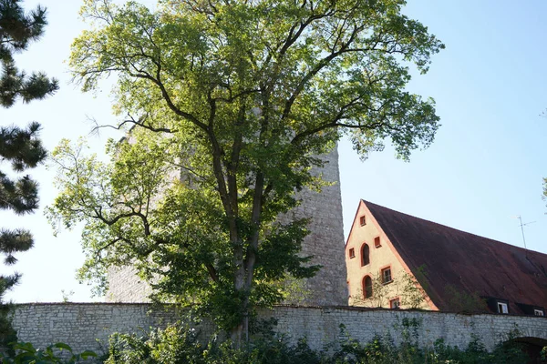 Pohled Jediný Strom Který Roste Poli Před Domy Slunečného Dne — Stock fotografie