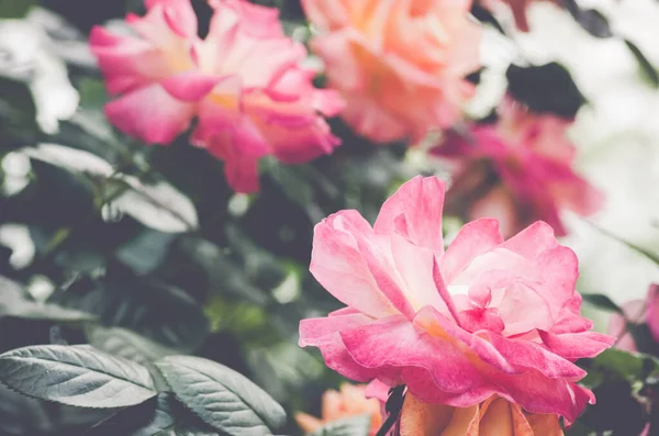 Μια Κοντινή Φωτογραφία Πολύχρωμα Τριαντάφυλλα — Φωτογραφία Αρχείου